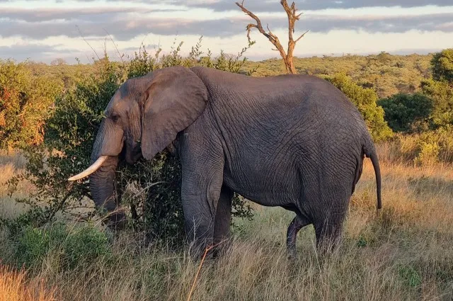 African Bull Elephant