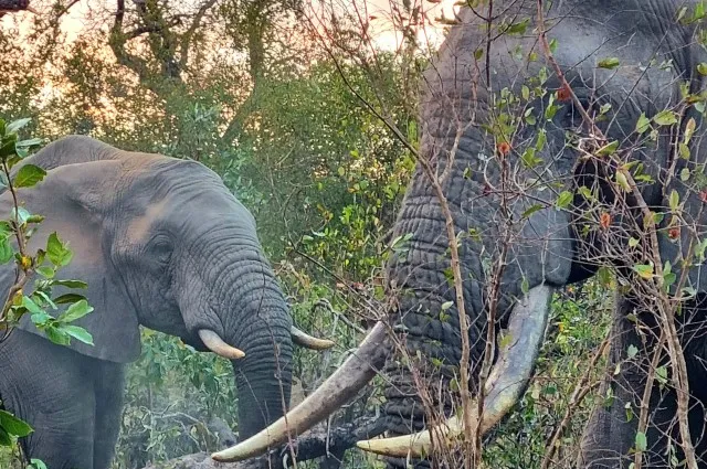 Elephants in the Bush