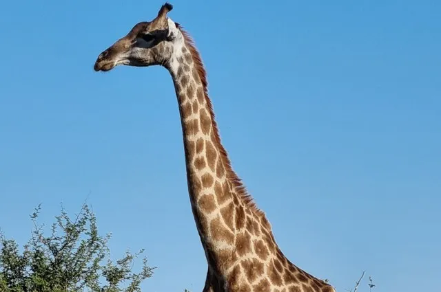 Giraffe