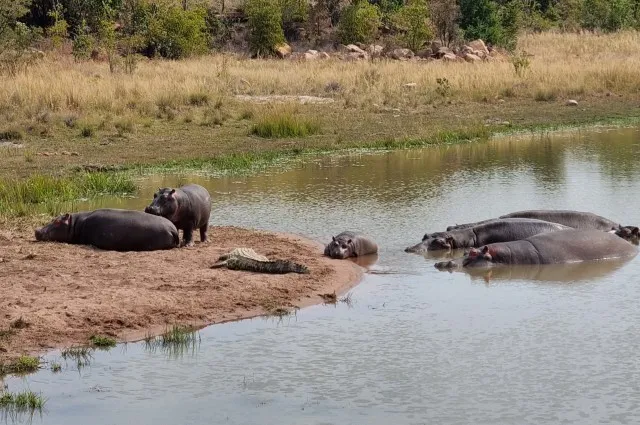 Hippos & Nile Crocodile