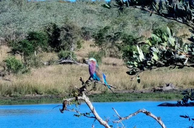 Lilac-Breasted Roller