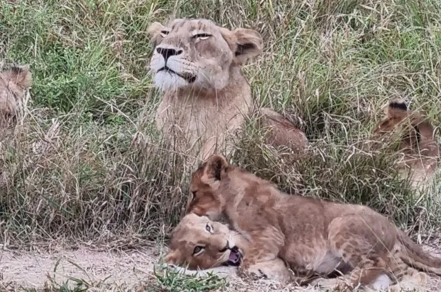 Lion Cubs