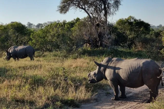 Rhinos In MalaMala Game Reserve