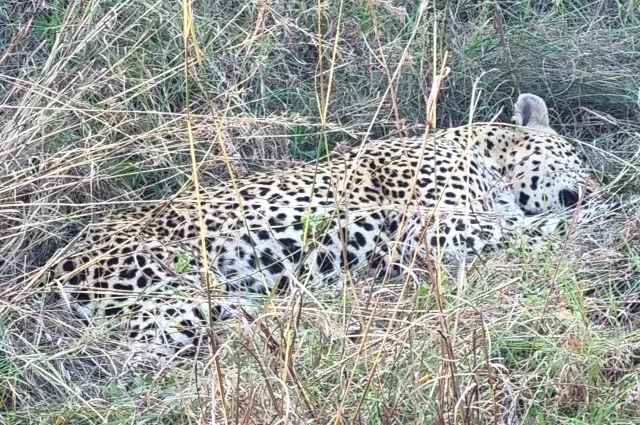 Sleeping Leopard