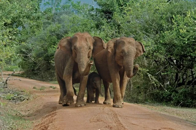 Wild Elephants in Yala