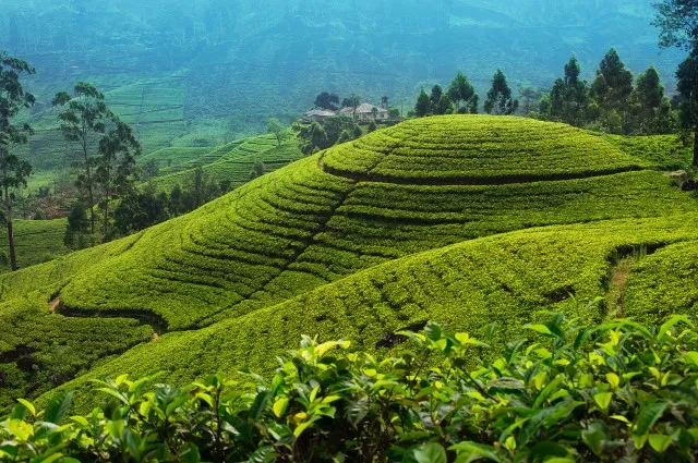 Tea Country