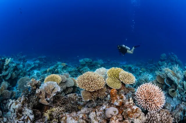 Tailor Made Holidays & Bespoke Packages for Park Hyatt Maldives Hadahaa